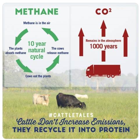 Sustainability Graphic